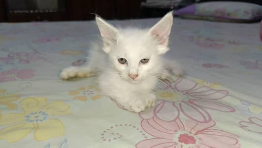 Persian double coat