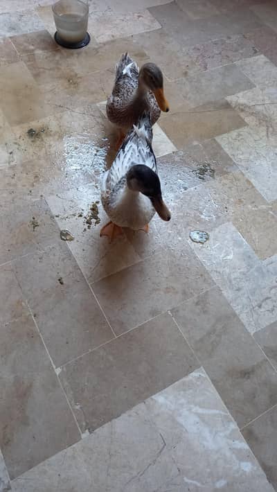 ducks for sale
