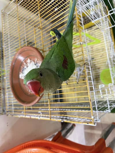 Raw parrot big head 3.5 months with cage
