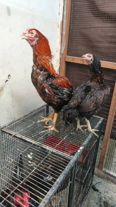 Pure Aseel Mianwali Pair For Sale | Healthy & Active