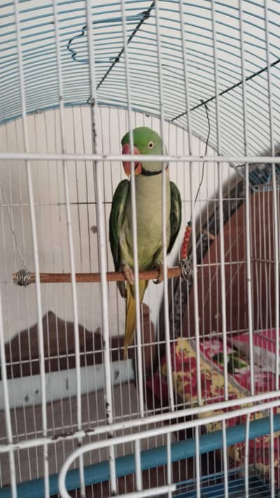 Raw talking parrot for sale tame parrots full talking