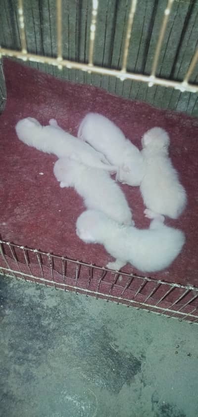 if you want to buy a cat you will get five kittens free
