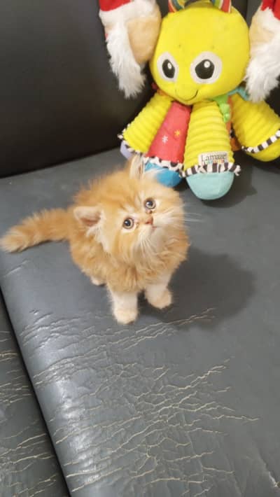Pure Persian Punch Round Face Bhaloo Kitten/Cat