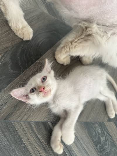 Persian/Himalayan Kittens