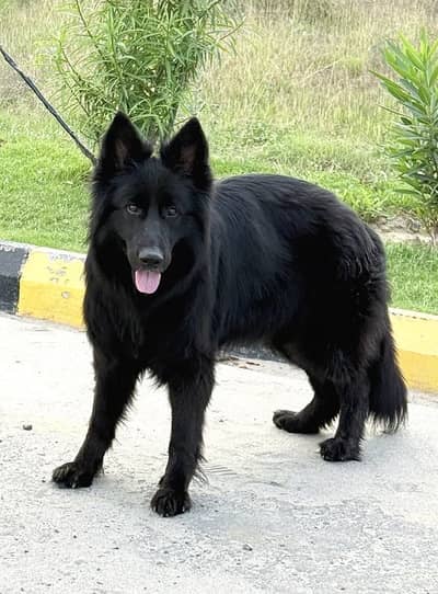 Black german shepherd