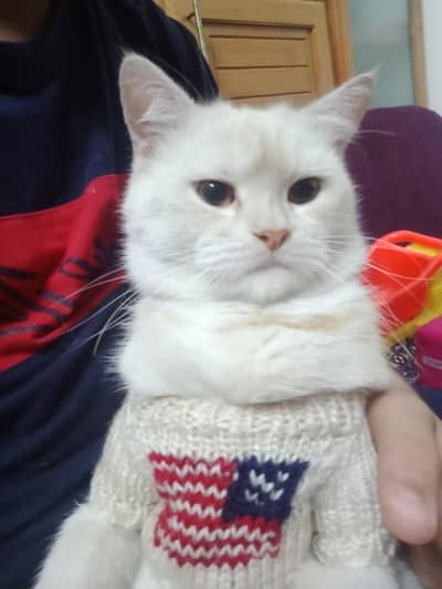 Persian/Angora Male Cat