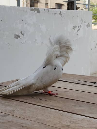 male for sale