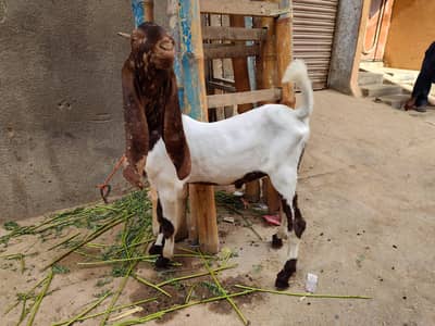 Pure Kamori Bakra