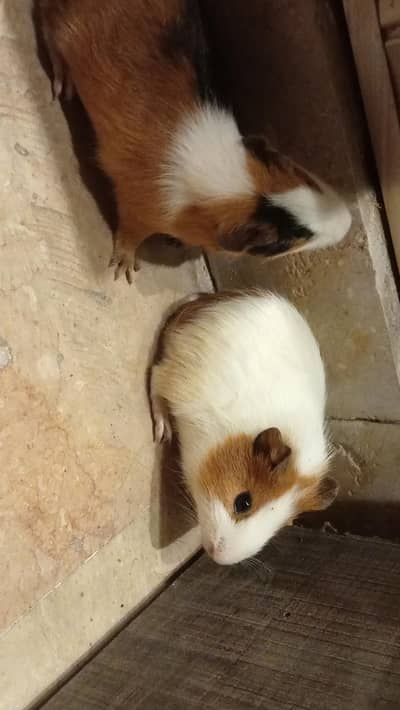 Guinea pig