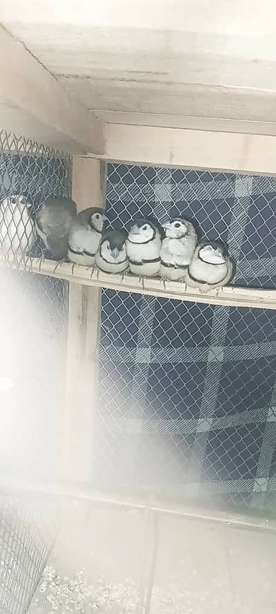 Owl finch zebra finch breeder pairs for sale