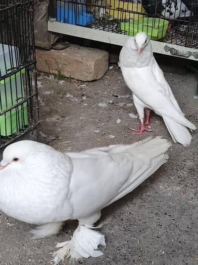 White Pouter Breeder Pair