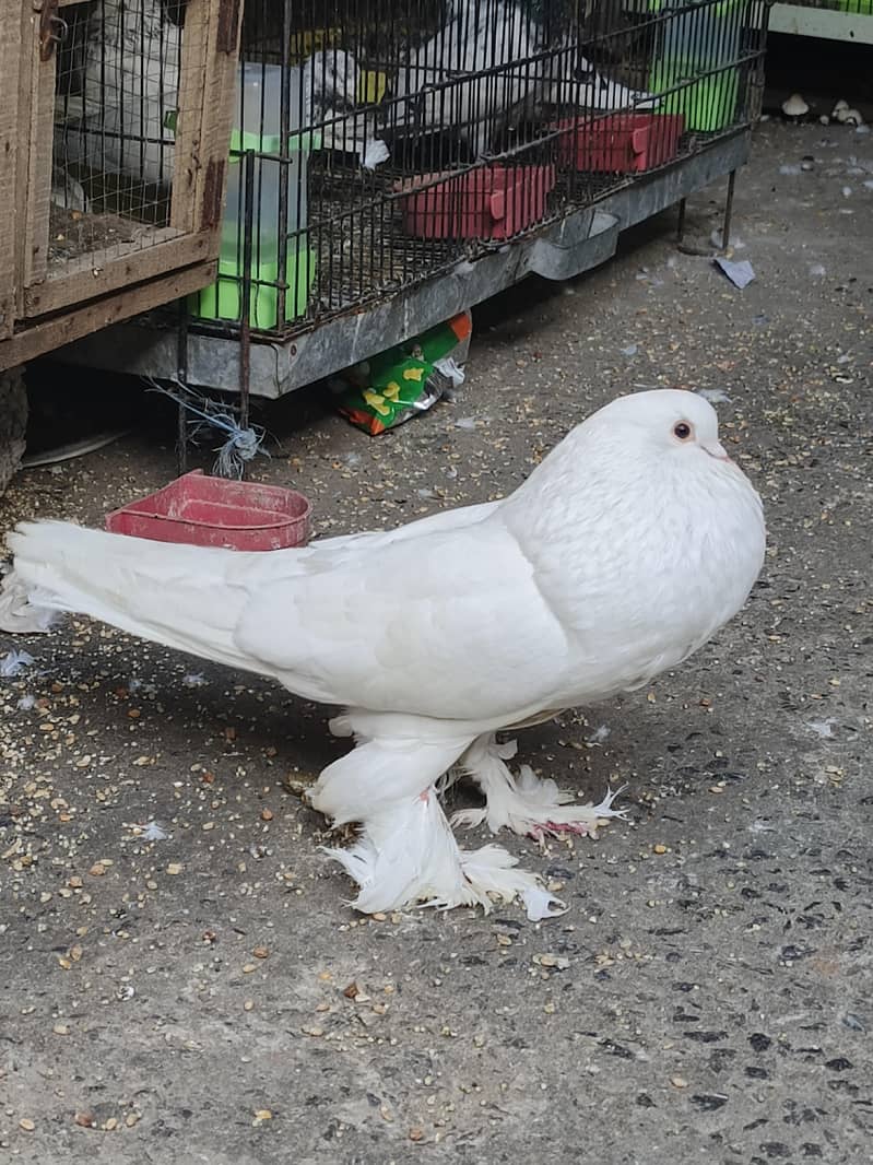 White Pouter Breeder Pair 1