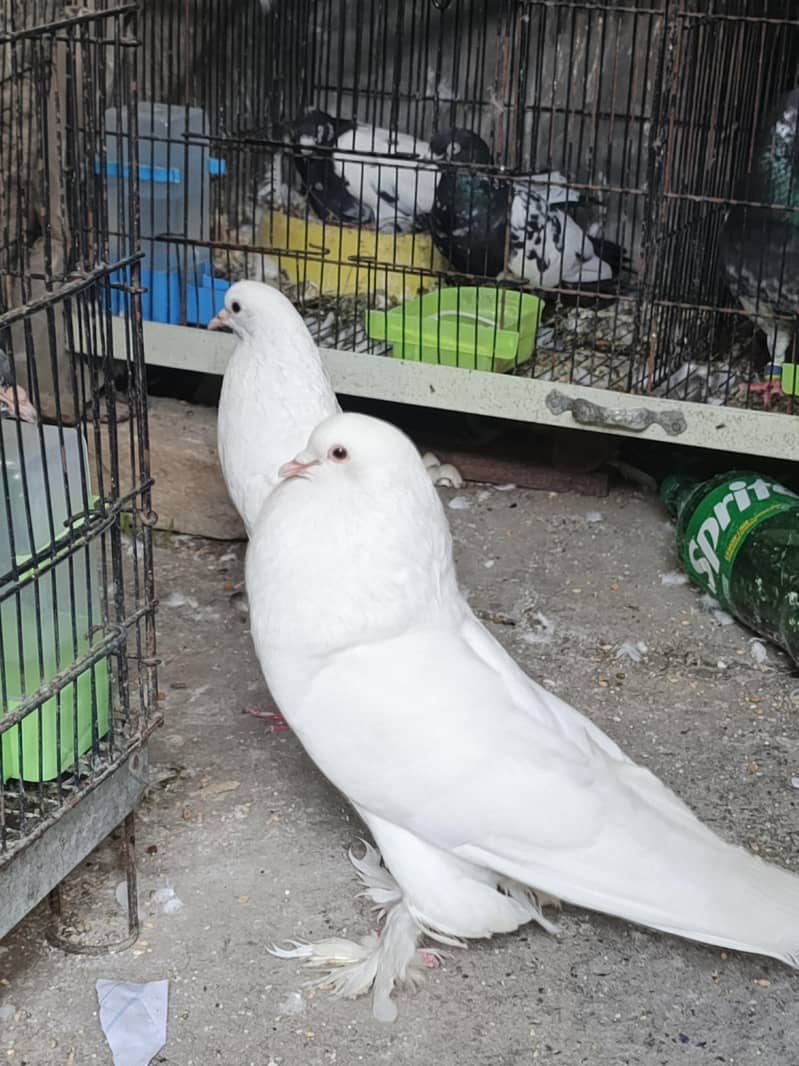 White Pouter Breeder Pair 2