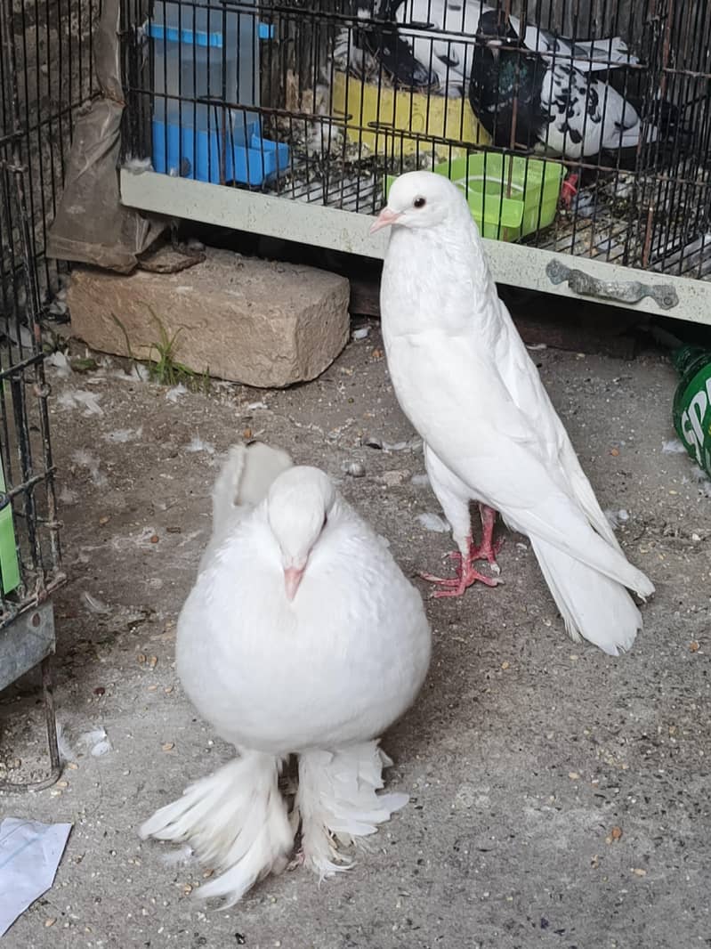 White Pouter Breeder Pair 3