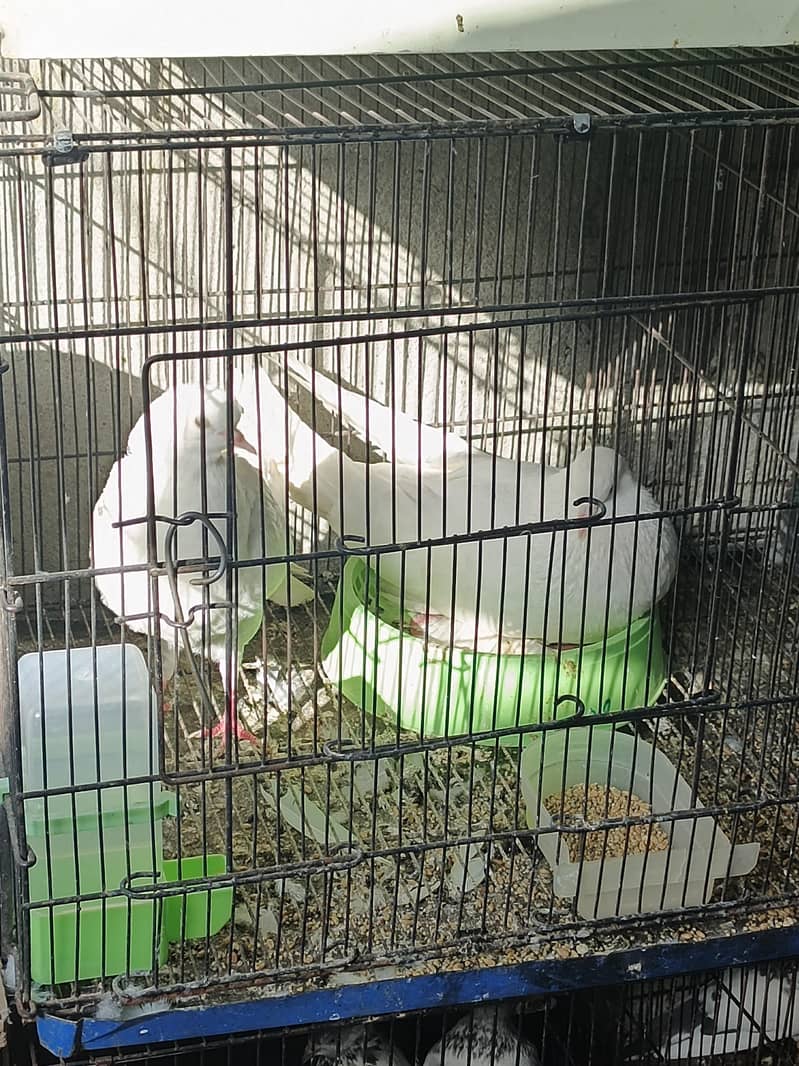 White Pouter Breeder Pair 4