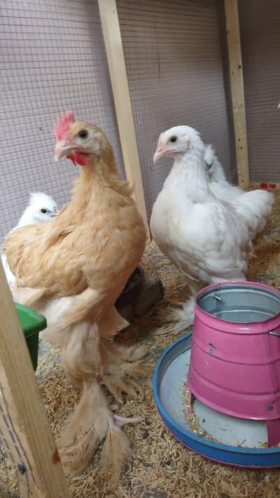 Golden buff trio,Silkie 2 pairs,Aseel pair