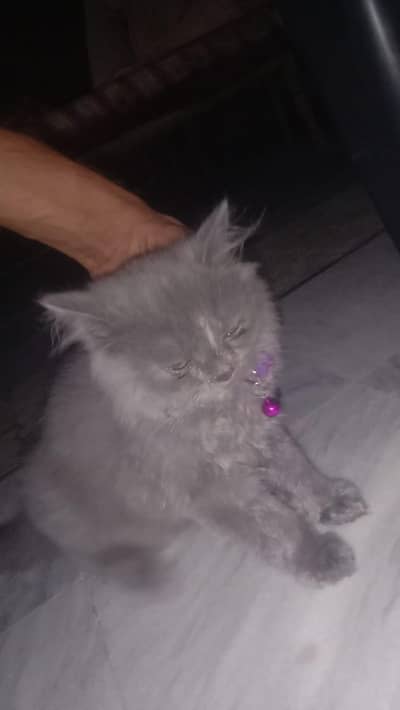 PERSIAN CAT FOR SALE