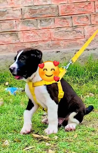 Alabai | King alabai | alabai puppies pair | alabai dog for sale