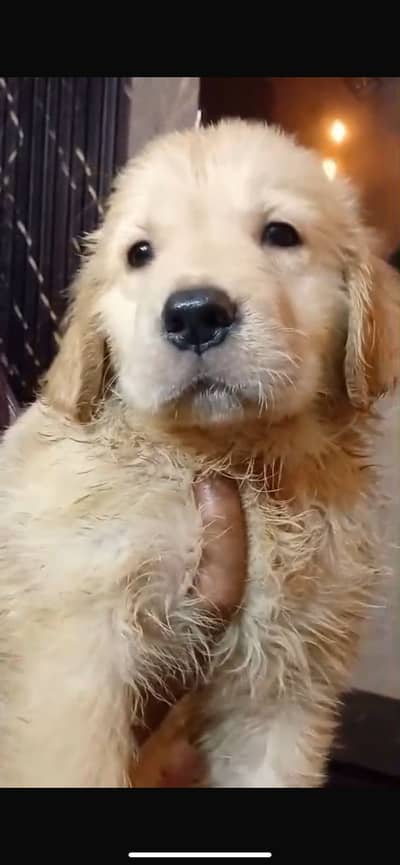 Top Quality Golden Retriever Female For Sale