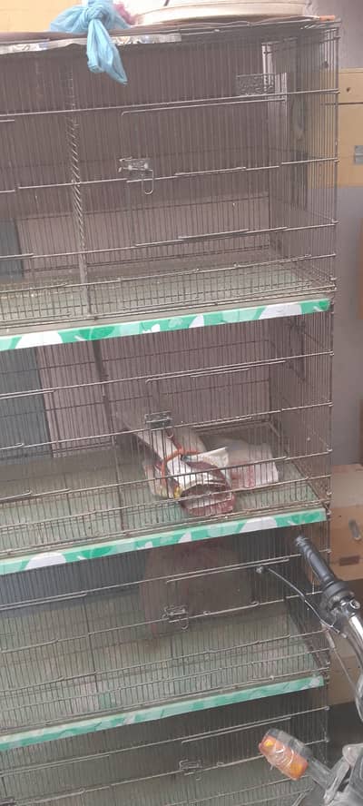 love birds cage