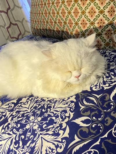 Persian punch face Male cat
