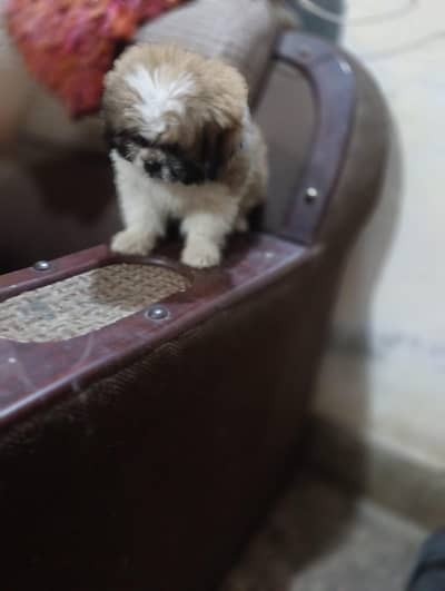 shatzu puppy 2 male one Female fully vaccinated parants are padogre