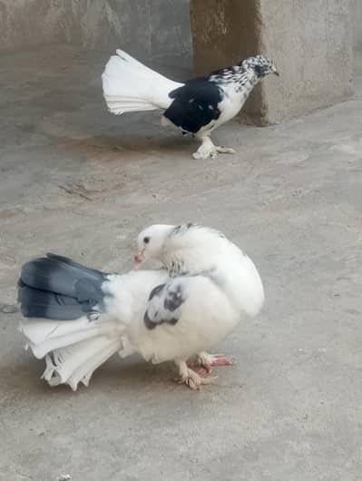 lakke qbotar