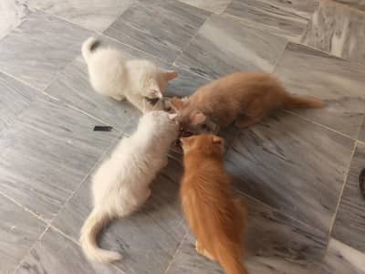 Persian kittens for sale