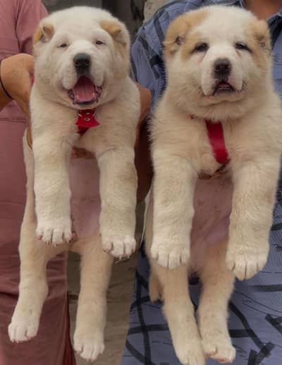 Alabai | King alabai | alabai puppies pair | alabai dog for sale