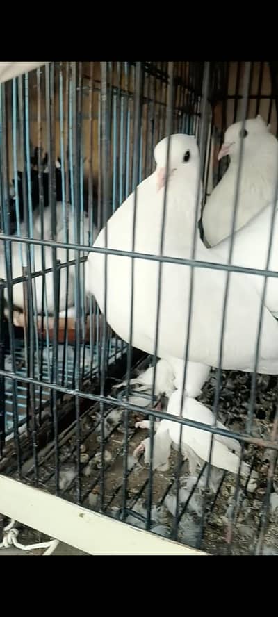 Lanka Breeder Pairs
