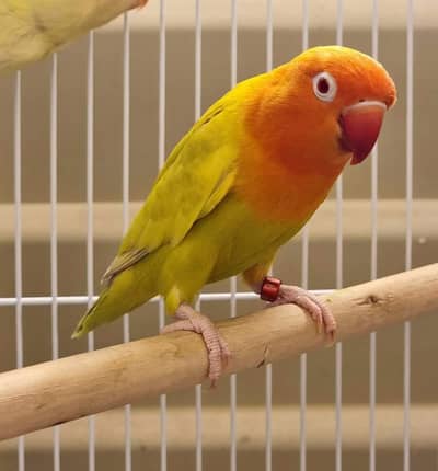 Love Birds opaline