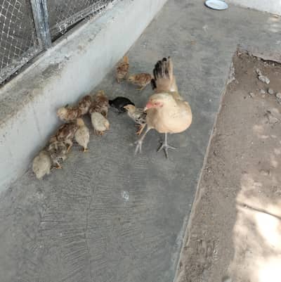1 Murghi & 13 Bache hai