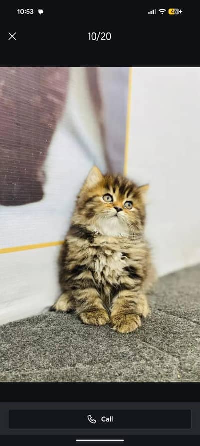 cash on delivery parshion kitten cat male female
