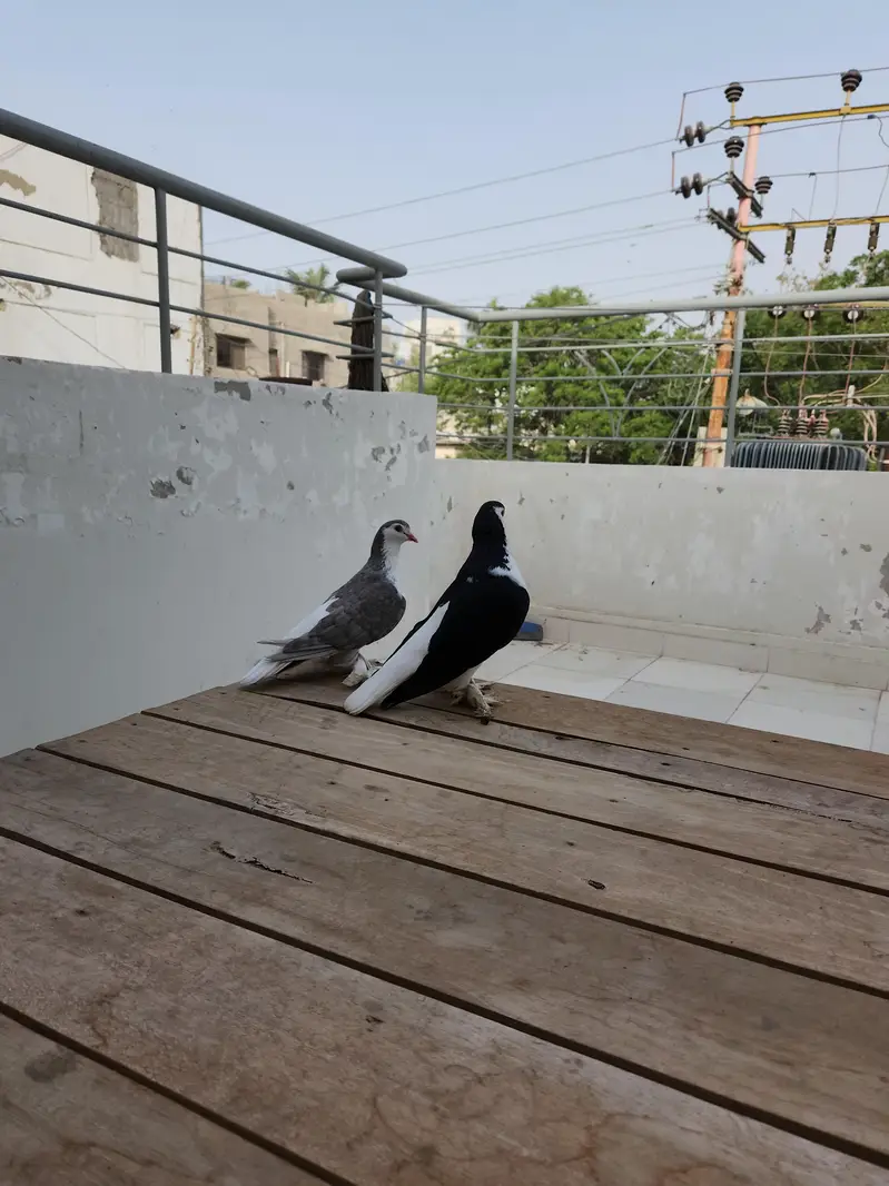 lahori sherazi — photo 2