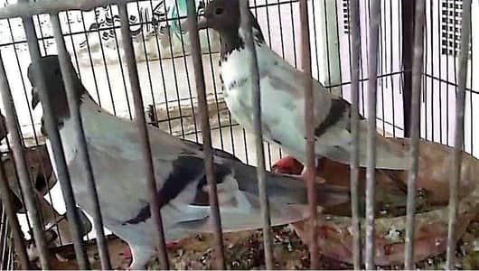Fancy piegon breeder