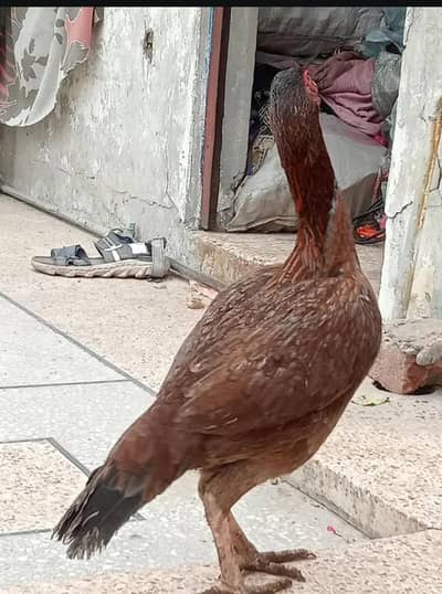 pure aseel murgi for sale kurk madi