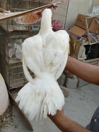 Paper White Heera Female