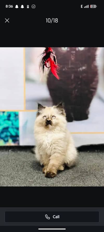 cash on delivery parshion kitten cat male female