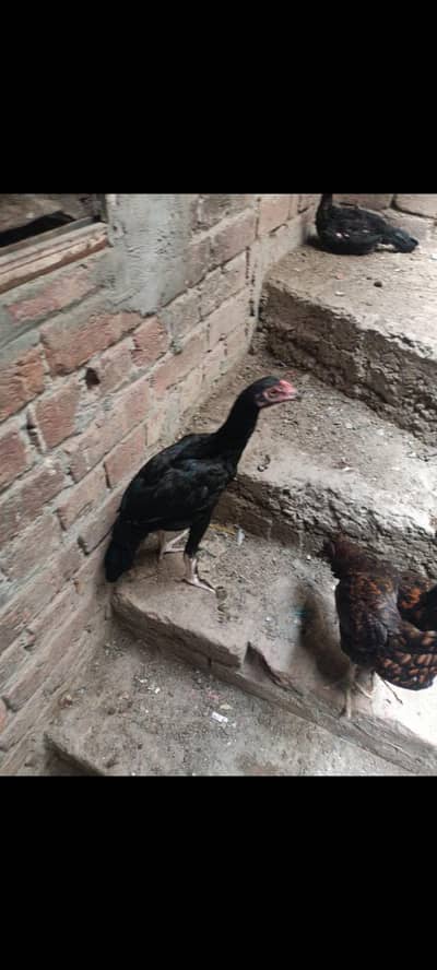 تھائی میانوالی نسل کی اعلیٰ کوالٹی مرغیاں دستیاب