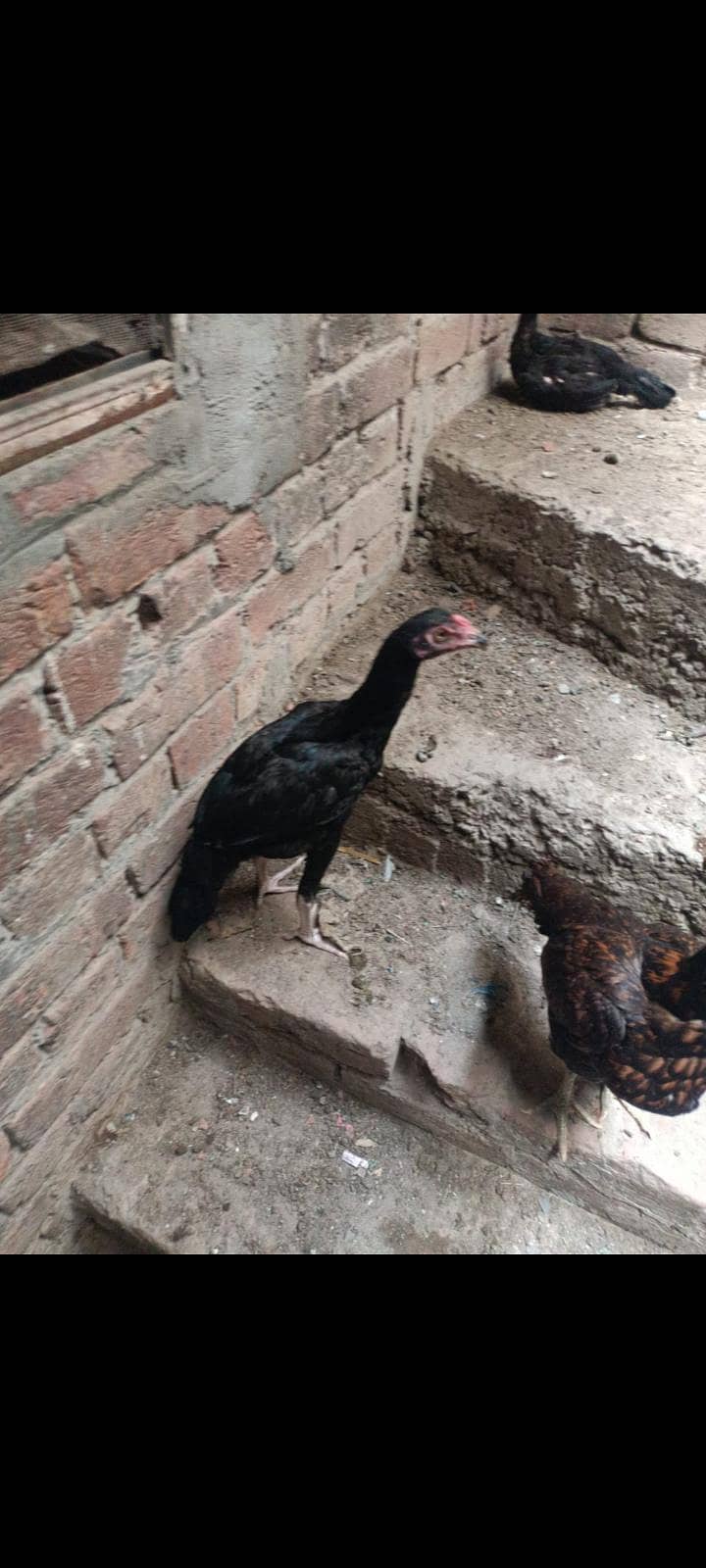 تھائی میانوالی نسل کی اعلیٰ کوالٹی مرغیاں دستیاب 0