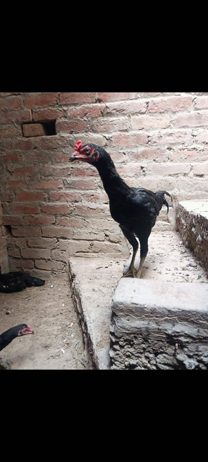 تھائی میانوالی نسل کی اعلیٰ کوالٹی مرغیاں دستیاب 1