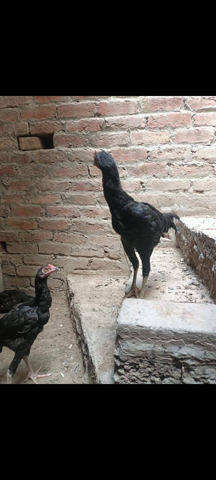 تھائی میانوالی نسل کی اعلیٰ کوالٹی مرغیاں دستیاب 3