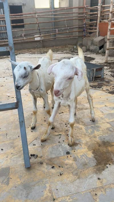 2 active male kid pure white pointed