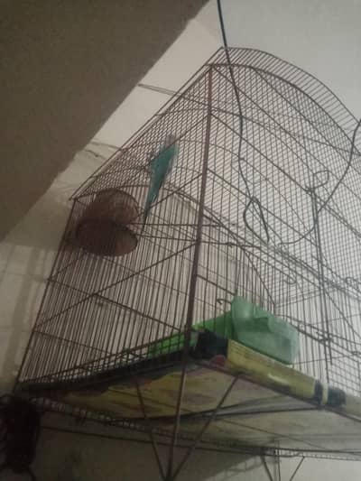 Australian parrot
