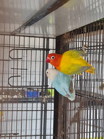 Dilute Lovebird Breeder Pair