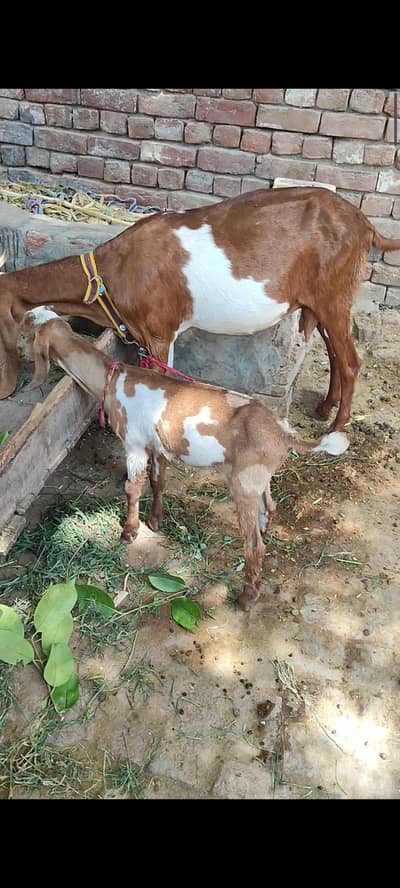 1 bakri sath 1 male bacha