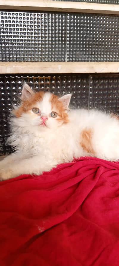 Pure Persian Male Kitten for Sale
