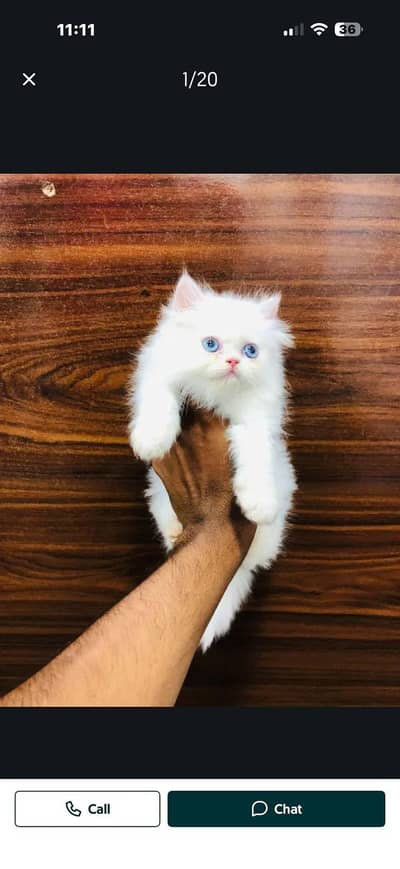 cash on delivery parshion kitten cat male female