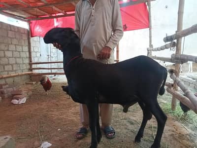 Kala Mundra