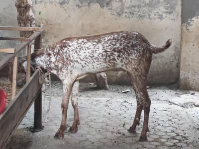 Bakra for sale